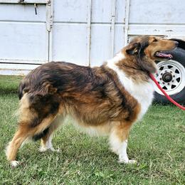 Maypop - Collie
