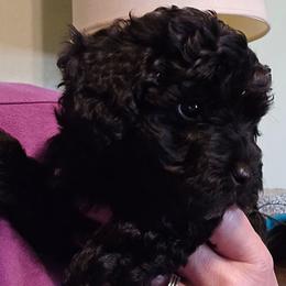 Finn - Black and white male Aussiedoodle puppy in Windom, Texas from Wild Farm Puppies