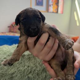 Pepper - Sable female Poodle puppy in Haines City, Florida from Noelle Poodles