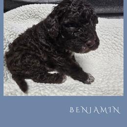 Boy 2 - Brown male Lagotto Romagnolo puppy in Salida, California from Harper's Lagotti