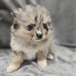 Celeste - Merle female Pomsky puppy in Decatur, Illinois from Petite Pups