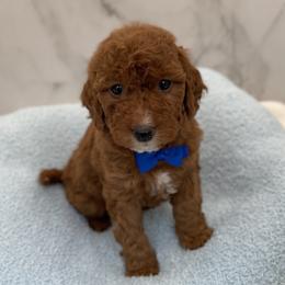 Riley - Red  male Goldendoodle puppy in Kansas City, Kansas from Bella & Ivy’s Mini Goldendoodles of KC