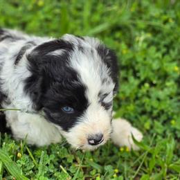 Spur - Blue merle male Aussiedoodle puppy in Mount Clare, West Virginia from Pineview Farms Australian Shepherds