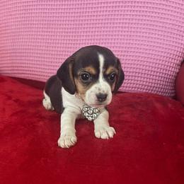 Pocket Beagle Maggie - Black tan and white female Beagle puppy in Gentry, Arkansas from HC Puppy Ranch