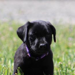 Labrador Retriever Puppies from Angela Zeyfang
