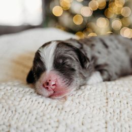 Noble - Blue merle Bernedoodle puppy in Grants Pass, Oregon from Royal Empire Bernedoodles