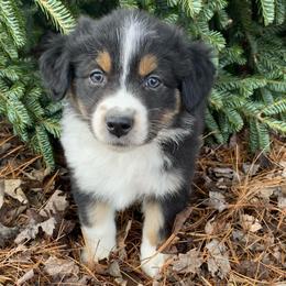 Girl 1 - Black tri-color female Australian Shepherd puppy in Tekonsha, Michigan from Cottage Farm Aussies
