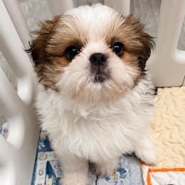 Inquisitive Kyrie - Gold and white male Shih Tzu puppy in Gilbert, Arizona from 🌗 New Moon Shih Tzu 🌗