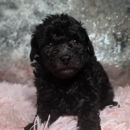 Twilight - Black female Poodle puppy in Neosho, Missouri from Star Light Pups