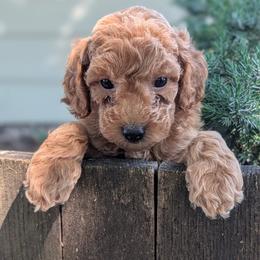 Girl 6 - Red female Australian Labradoodle puppy in Yamhill, Oregon from FitzGerald Kennels