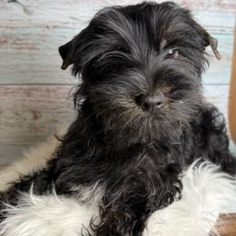 Yankie - Black and tan male Yorkshire Terrier puppy in Tulsa, Oklahoma from Conns Cuddly Canines