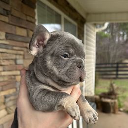 French Bulldog Puppies from Frenchiesbysouthernbell
