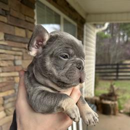 French Bulldog Puppies from Frenchiesbysouthernbell