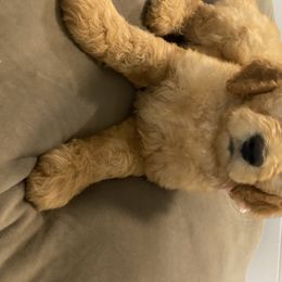 Goldendoodle Puppies from Jeanbeans Doodles