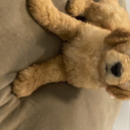 Goldendoodle Puppies from Jeanbeans Doodles
