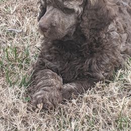 "Samson" Poodle Puppies from Rockin' Rose Standard Poodles