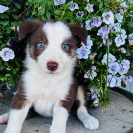 Boy 2 - red and white - White and red male Border Collie puppy in Minden, Iowa from Rocking N Registered Border Collies & Labradors