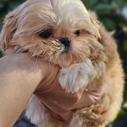 Mossimo - Cream and white male Shih Tzu puppy in Tucson, Arizona from Dollface Shih Tzu