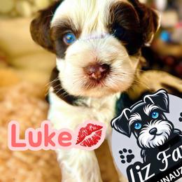 Luke - Parti male Miniature Schnauzer puppy in Deltona, Florida from LIZ FANCY SCHNAUZERS