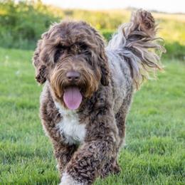 Lexi - Portuguese Water Dog