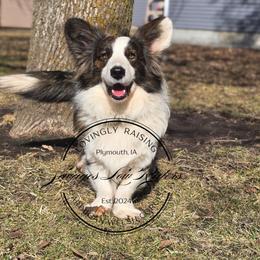 Frankie - Brindle and white male Cardigan Welsh Corgi puppy in Plymouth, Iowa from Savages Low riders
