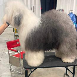 Boy 2 - male Old English Sheepdog puppy in Tulsa, Oklahoma from Yadah Sheepdogs