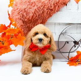 Danny - Red  male Goldendoodle puppy in Statesville, North Carolina from Doodle Babies