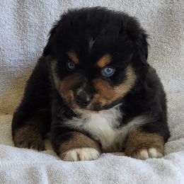 Miniature American Shepherd Puppies from Little Creek Minis and Standards