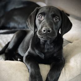 Labrador Retriever Puppies from Triple L Labs & Co.
