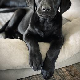 Labrador Retriever Puppies from Triple L Labs & Co.