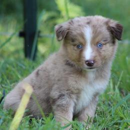 Monopoly - Red merle male Miniature Australian Shepherd puppy in Quapaw, Oklahoma from Rocky Hill Aussies