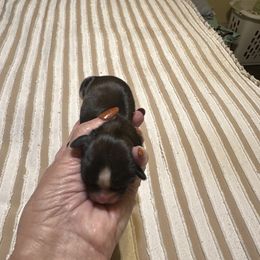 Cash - Brindle male Shih Tzu puppy in Temple, Pennsylvania from Kathy Diego's Shih Tzus