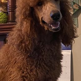 Poodles and Teddy Roosevelt Terriers from Shenanigans Red & Apricot Standard Poodles