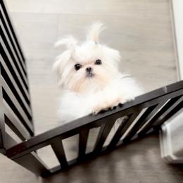 Maltese Puppies from Made to Love Maltese LLC