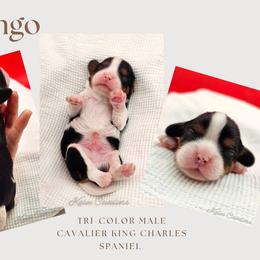 Bingo - Tri-color male Cavalier King Charles Spaniel puppy in Tyler, Texas from Kalon Cavaliers