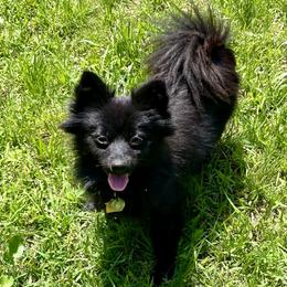 Laya - Pomeranian