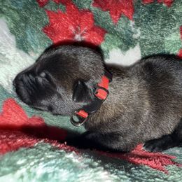 Red Collar - Mahogany male Belgian Malinois puppy in Trenton, Georgia from Laeknir K9