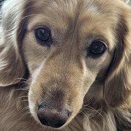 Dachshund All Grown Up from Bourbon Barrel Ridge Doxies