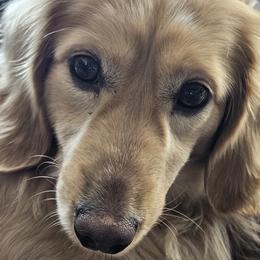 Dachshund All Grown Up from Bourbon Barrel Ridge Doxies