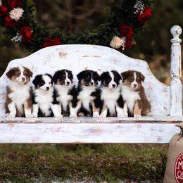 Australian Shepherds from Rena Australian Shepherds