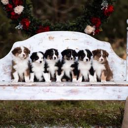 Australian Shepherds from Rena Australian Shepherds