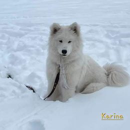 Samoyed All Grown Up from Samkist