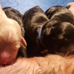 Goldendoodle Puppies from Baby Bell Doodles