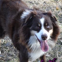 Ruger - Australian Shepherd