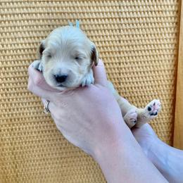 "February at 2 Weeks" Goldendoodle Puppies from Our Golden Willow