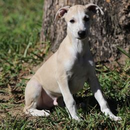 Whippet Puppies from Wise Heart Whippets