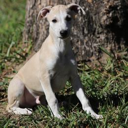 Whippet Puppies from Wise Heart Whippets