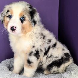 Quinn4Boy1- BMM,NBT,AKC,OFAs,Genetics - Blue merle male Australian Shepherd puppy in South Hill, Virginia from Silverside Aussies LLC