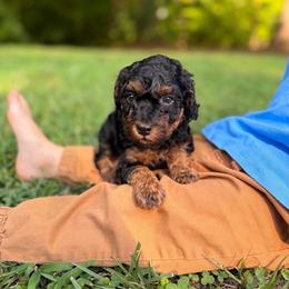 Poodle Puppies from Poodle Love