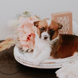 Pembroke Welsh Corgi Puppies from Red River Corgis